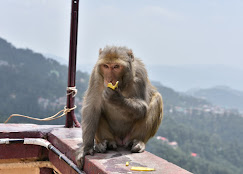 jakhu mandir shimla
